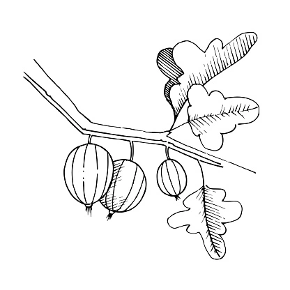 Coloring gooseberries on a branch